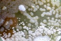 Different shaped Colony of Bacteria and Mold growing on agar plates from Soil samples for education in Microbiology laboratory.