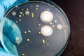 Backgrounds of Characteristics and Different shaped Colony of Bacteria and Mold growing on agar plates from Soil samples for educa Royalty Free Stock Photo