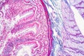 Tissue of Stomach Human, Small intestine Human, Pancreas Human and Large intestine Human under the microscope. Royalty Free Stock Photo