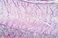 Tissue of Stomach Human, Small intestine Human, Pancreas Human and Large intestine Human under the microscope. Royalty Free Stock Photo