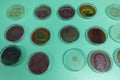 Colony Characteristics of Bacteria in petri dish for education.