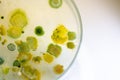 Colony Characteristics of Fungus and algae in petri dish for education. Royalty Free Stock Photo