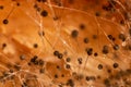 Rhizopus bread mold is a genus of common saprophytic fungi, Rhizopus bread mold under the microscope. Royalty Free Stock Photo