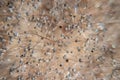 Backgrounds Colony Characteristics of Rhizopus bread mold.