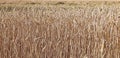 Backgrounds of mature wheat ears Royalty Free Stock Photo