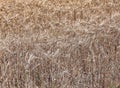 Backgrounds of mature wheat ears Royalty Free Stock Photo