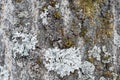 Background, tree bark with lichen growing vertically Royalty Free Stock Photo