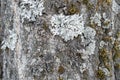 Background, tree bark with lichen growing vertically Royalty Free Stock Photo