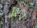 Backgrounds of a natural origin of bark of trees, poplar or aspen, are polluted by spores of the moss and lichen plants growing on Royalty Free Stock Photo