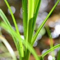 Backgrounds on nature close-ups, copy space,