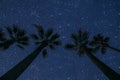 night sky in sea with palm and stars and moon and clouds Royalty Free Stock Photo