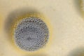 Backgrounds of Penicillium, ascomycetous in petri dish.