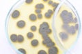 Penicillium, ascomycetous in petri dish for well as food and drug production. Royalty Free Stock Photo