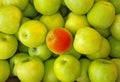 Backgrounds of Red apple in center of green apples