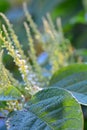 Backgrounds on Sally rhubarb Japanese knotweed