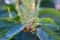 Backgrounds on Sally rhubarb Japanese knotweed