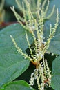 Backgrounds on Sally rhubarb Japanese knotweed