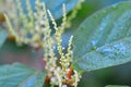 Backgrounds on Sally rhubarb Japanese knotweed