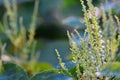 Backgrounds on Sally rhubarb Japanese knotweed