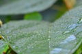 Backgrounds on Sally rhubarb Japanese knotweed