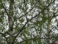 Birch trunks, branches and leaves close up Royalty Free Stock Photo