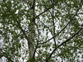 Birch trunks, branches and leaves close up Royalty Free Stock Photo