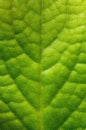 Backgrounds textures macro mint leaf 1