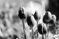 backgrounds on tulips in black and white Royalty Free Stock Photo