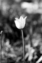 backgrounds on tulips in black and white Royalty Free Stock Photo