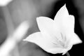 backgrounds on tulips in black and white Royalty Free Stock Photo