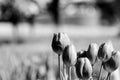 backgrounds on tulips in black and white Royalty Free Stock Photo