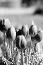 backgrounds on tulips in black and white Royalty Free Stock Photo