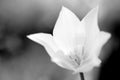 backgrounds on tulips in black and white Royalty Free Stock Photo