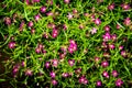 Backgroung Bush of pink and red Gypsophila flower, babysbreath