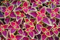 Backgroung coleus plant Royalty Free Stock Photo