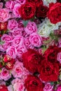 Backkground of red, pink and white roses