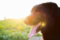 Backlighitng of big black mastiff against the sunset. Golden Hour.