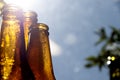 Backlight beer bottles Royalty Free Stock Photo