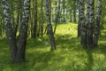 Backlight in a birch grove on a summer day