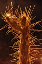 Backlight Cactus #1 Royalty Free Stock Photo