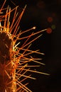 Backlight Cactus #3 Royalty Free Stock Photo