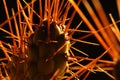 Backlight Cactus #6 Royalty Free Stock Photo