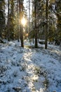backlight through cold and snowy forest in Sweden Royalty Free Stock Photo