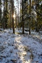 backlight through cold and snowy forest in Sweden Royalty Free Stock Photo