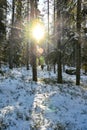 backlight through cold and snowy forest in Sweden Royalty Free Stock Photo