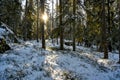 backlight through cold and snowy forest in Sweden Royalty Free Stock Photo