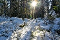 backlight through cold and snowy forest in Sweden Royalty Free Stock Photo