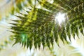 Backlight Fern Royalty Free Stock Photo