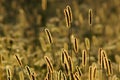 Backlight foxtail meadow