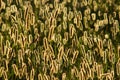 Backlight foxtail meadow